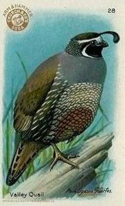1924 Church & Dwight Useful Birds of America Fourth Series (J8) #28 Valley Quail Front