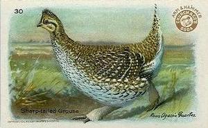 1924 Church & Dwight Useful Birds of America Fourth Series (J8) #30 Sharp-tailed Grouse Front