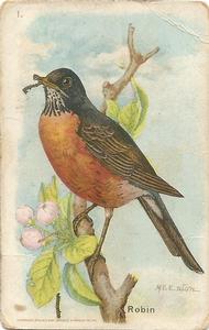 1933 Church & Dwight Useful Birds of America Fifth Series (J9-1) #1 Robin Front