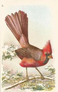 1928 Church & Dwight Useful Birds of America Fifth Series (J9-1) #6 Cardinal Front