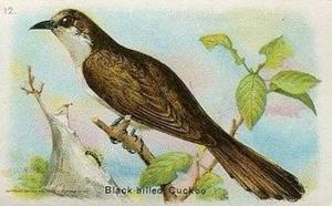 1928 Church & Dwight Useful Birds of America Fifth Series (J9-1) #12 Black-billed Cuckoo Front