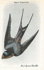 1938 Church & Dwight Useful Birds of America Tenth Series (J9-6) #11 Barn Swallow Front