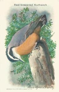 1938 Church & Dwight Useful Birds of America Tenth Series (J9-6) #12 Red-breasted Nuthatch Front