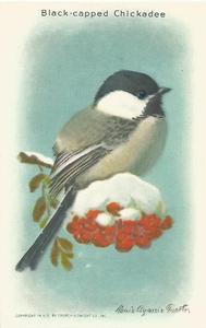 1938 Church & Dwight Useful Birds of America Tenth Series (J9-6) #14 Black-capped Chickadee Front