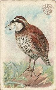 1915 Church & Dwight Useful Birds of America First Series (J5) #1 Quail Front