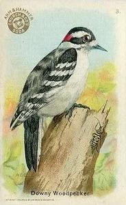 1915 Church & Dwight Useful Birds of America First Series (J5) #3 Downy Woodpecker Front