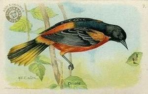 1915 Church & Dwight Useful Birds of America First Series (J5) #7 Oriole Front
