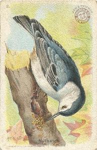 1915 Church & Dwight Useful Birds of America First Series (J5) #8 Nuthatch Front