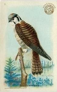 1915 Church & Dwight Useful Birds of America First Series (J5) #9 Sparrow Hawk Front