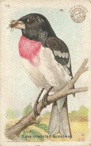 1915 Church & Dwight Useful Birds of America First Series (J5) #14 Rose-breasted Grosbeak Front