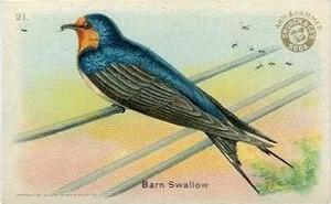 1915 Church & Dwight Useful Birds of America First Series (J5) #21 Barn Swallow Front