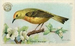 1915 Church & Dwight Useful Birds of America First Series (J5) #22 Yellow Warbler Front