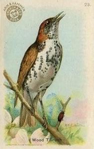 1915 Church & Dwight Useful Birds of America First Series (J5) #23 Wood Thrush Front