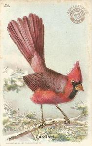 1915 Church & Dwight Useful Birds of America First Series (J5) #28 Cardinal Front