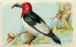 1915 Church & Dwight Useful Birds of America First Series (J5) #4 Red-headed Woodpecker Front