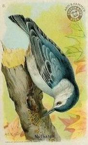 1915 Church & Dwight Useful Birds of America First Series (J5) #8 Nuthatch Front