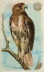 1915 Church & Dwight Useful Birds of America First Series (J5) #17 Red-tailed Hawk Front