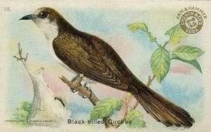 1915 Church & Dwight Useful Birds of America First Series (J5) #18 Black-billed Cuckoo Front
