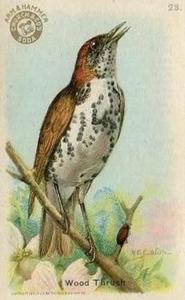 1915 Church & Dwight Useful Birds of America First Series (J5) #23 Wood Thrush Front