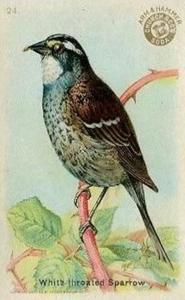 1915 Church & Dwight Useful Birds of America First Series (J5) #24 White-throated Sparrow Front