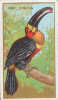 1910 American Tobacco Bird Series (T42) #NNO Ariel Toucan Front