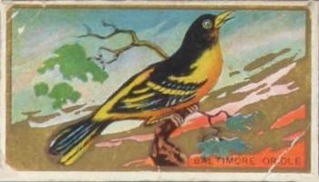 1910 American Tobacco Bird Series (T42) #NNO Baltimore Oriole Front