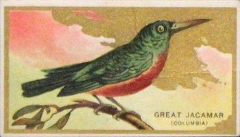 1910 American Tobacco Bird Series (T42) #NNO Great Jacamar (Columbia) Front