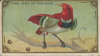 1910 American Tobacco Bird Series (T42) #NNO King Bird of Paradise Front