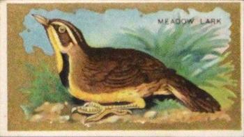 1910 American Tobacco Bird Series (T42) #NNO Meadow Lark Front