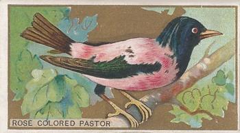 1910 American Tobacco Bird Series (T42) #NNO Rose Colored Pastor Front