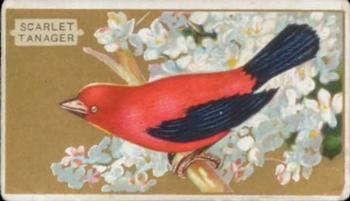 1910 American Tobacco Bird Series (T42) #NNO Scarlet Tanager Front