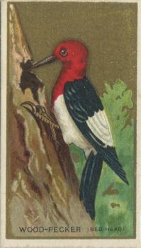 1910 American Tobacco Bird Series (T42) #NNO Red-headed Woodpecker Front