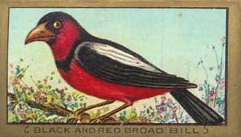 1910 American Tobacco Bird Series (T42) #NNO Black and Red Broad Bill Front