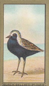 1910 American Tobacco Bird Series (T42) #NNO Black Bellied Plover Front