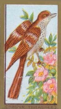 1910 American Tobacco Bird Series (T42) #NNO Brown Thrasher Front