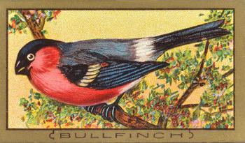 1910 American Tobacco Bird Series (T42) #NNO Bullfinch Front