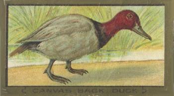 1910 American Tobacco Bird Series (T42) #NNO Canvas Back Duck Front
