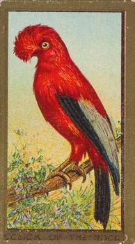 1910 American Tobacco Bird Series (T42) #NNO Cock-of-the-Rock Front