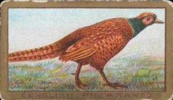 1910 American Tobacco Bird Series (T42) #NNO English Pheasant Front