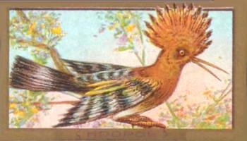 1910 American Tobacco Bird Series (T42) #NNO Hoopoe Front