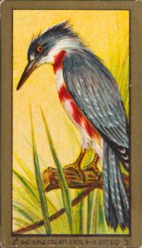 1910 American Tobacco Bird Series (T42) #NNO Kingfisher Front