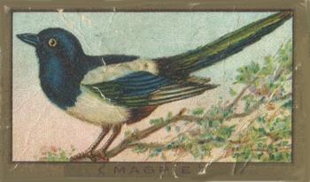 1910 American Tobacco Bird Series (T42) #NNO Magpie Front