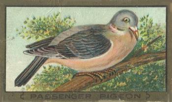 1910 American Tobacco Bird Series (T42) #NNO Passenger Pigeon Front