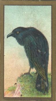 1910 American Tobacco Bird Series (T42) #NNO Raven Front