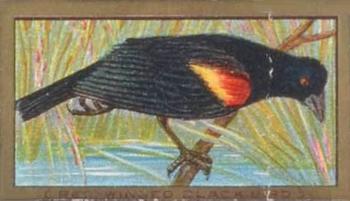 1910 American Tobacco Bird Series (T42) #NNO Red-Winged Blackbird Front