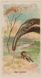 1910 Philadelphia Confections Zoo Animals (E29) #2 Ant-eater Front
