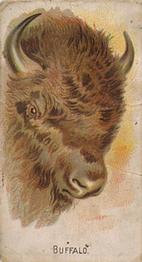 1910 Philadelphia Confections Zoo Animals (E29) #7 Buffalo Front