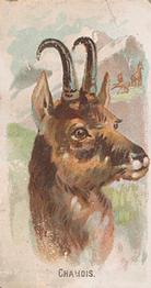 1910 Philadelphia Confections Zoo Animals (E29) #8 Chamois Front