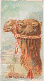 1910 Philadelphia Confections Zoo Animals (E29) #10 Dromedary Front