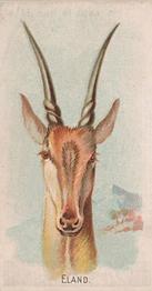 1910 Philadelphia Confections Zoo Animals (E29) #11 Eland Front